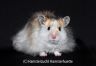 Hamsterhuette´s Mr. Lonely